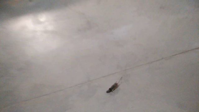 Мыши на складе.Смотреть до конца!!! смотреть онлайн