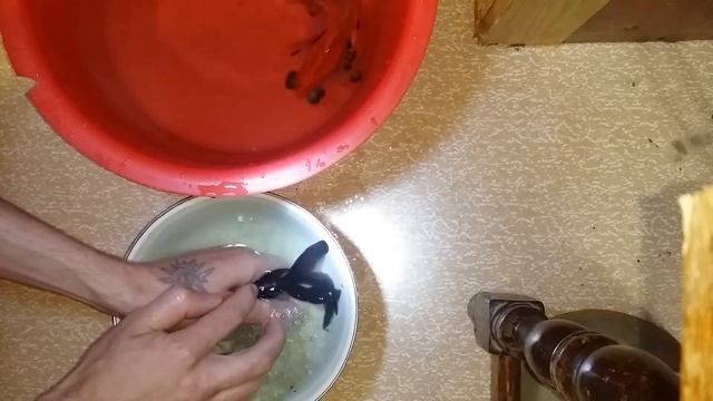 Золотые рыбки (телескоп черный,красный,ситцевый) искуственное оплодотворение Аквариум разведение смотреть онлайн