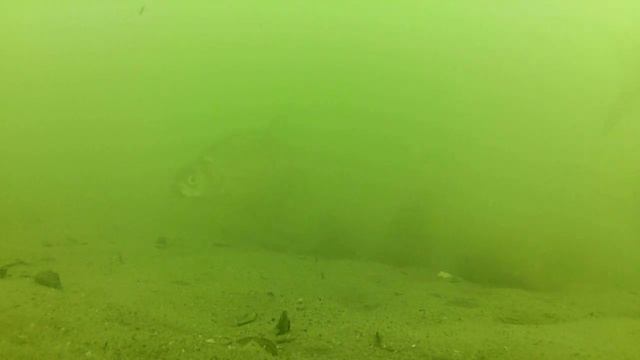 Ловля леща в жару на Плещеевом. Часть 2 смотреть онлайн