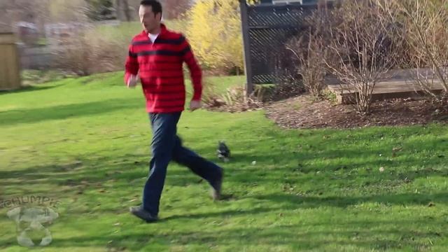 Cute Mini Schnauzer Puppy Comes Home - ChumpieTheDog