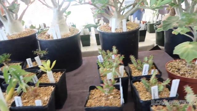 Come with me: Fall Plant Festival + What I gave my plant friend for her birthday | Sept 2019 смотреть онлайн