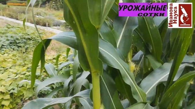 Разноцветная кукуруза. Пробуем вырастить. смотреть онлайн
