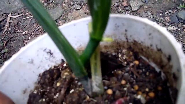 Syngonium Aurea смотреть онлайн