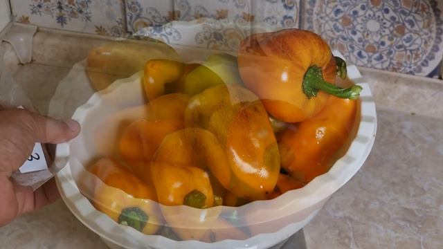 как я выращиваю перец на семена, сколько перца вырастет в кашпо, как собрать семена перца смотреть онлайн