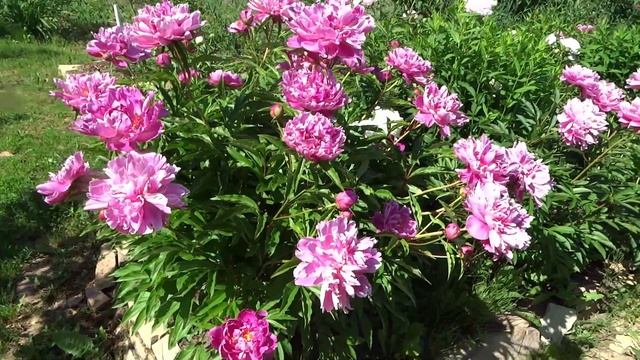 Пион НАЙС ГАЛ ? Paeonia NICE GAL: обзор, описание, цветение, отзыв смотреть онлайн