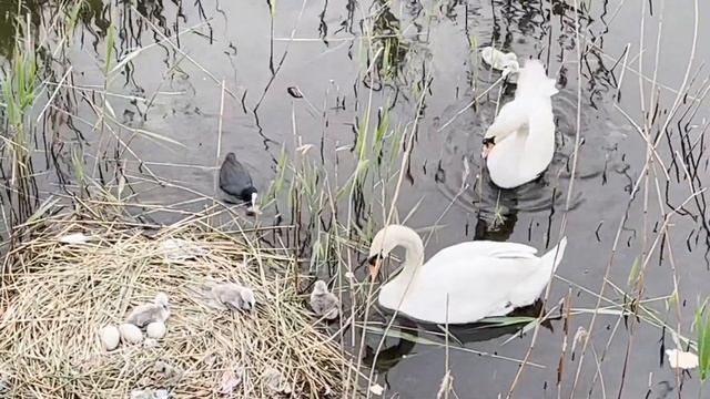 How Cygnets react when mum leaves the nest смотреть онлайн