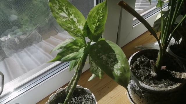 Майский обзор комнатных растений на западном окне! смотреть онлайн