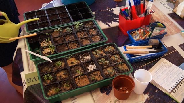 Пикируем САЛЬВИЮ , ЗЕМЛЯНИКА ЧАСТЬ 3 смотреть онлайн