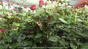 Обзор розы Пинк Флойд (Чайно гибридная) - Pink Floyd ( Schreurs BV Нидерланды 2004 )