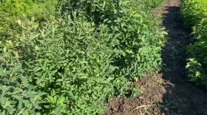 Где лучше посадить жимолость. Как влияет на рост куста жара и засуха