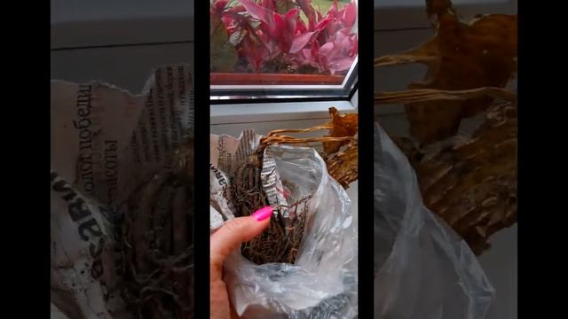 новинки к новому сезону 2022 /хосты и гейхеры для моего сада смотреть онлайн