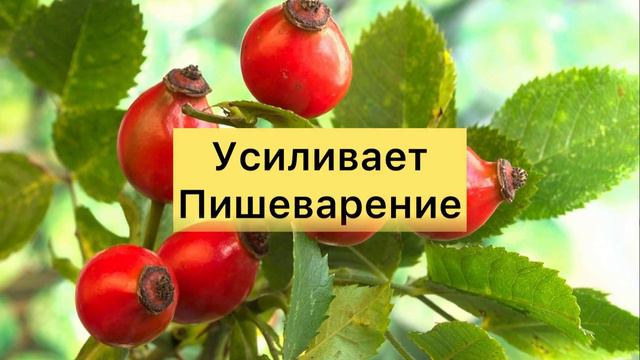 Чем Полезен Шиповник? смотреть онлайн