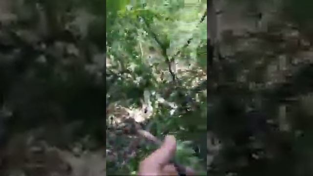 В Судакском лесхозе заметают следы лесонарушений смотреть онлайн