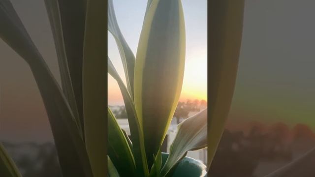 Тещин язык - комнатные растения смотреть онлайн