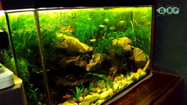 ДИЗАЙН АКВАРИУМА С КОРЯГОЙ И КАМНЯМИ! АКВАРИУМ НОВИЧКА! смотреть онлайн