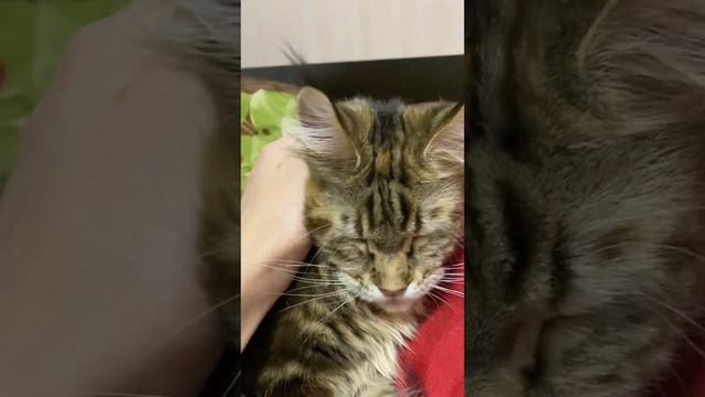 Мейн-кун Сабрина Разговаривает с Мамой! смотреть онлайн