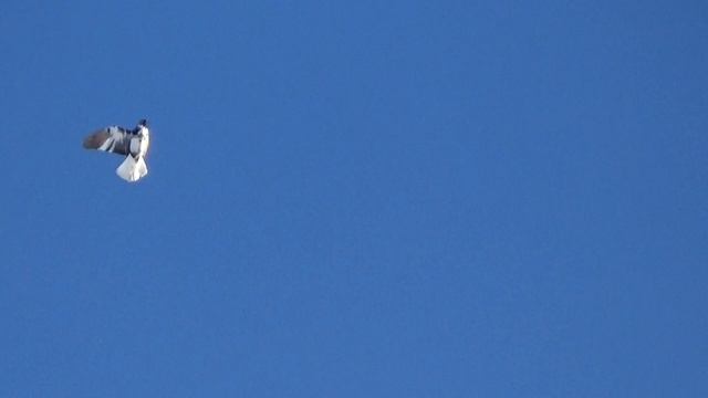 1.03.23г. Сольный полёт голубки! смотреть онлайн