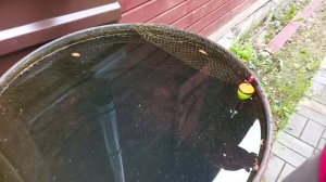 Поплавок с самоподсекателем(САМОПОДСЕКАЮЩИЙ ПОПЛАВОК) нового образца.Покупка + ТЕСТ.Продолжение .