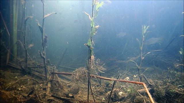 Осенние подводные съемки на р. Тобол, Костанайский район, ловля окуня и щуки. смотреть онлайн