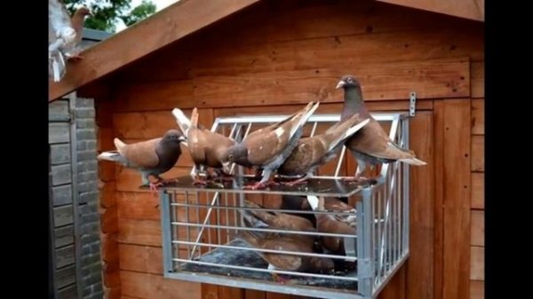 почтовые (спортивные) голуби.