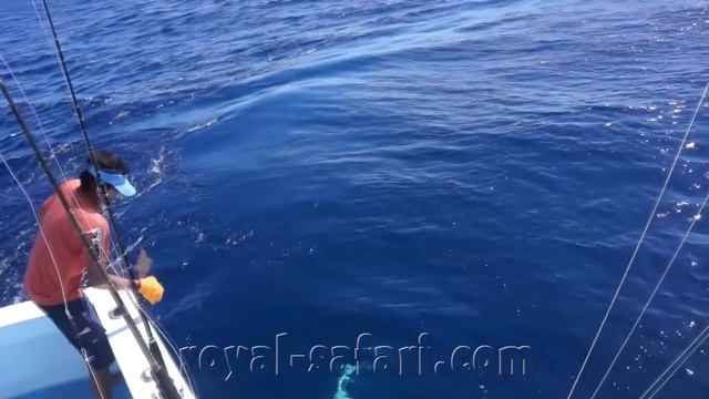 Трофейная рыбалка на марлина в Коста-Рике смотреть онлайн