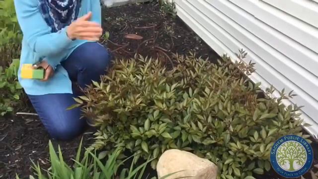 Perennial Garden Tour with Horticulturist Marie Camenares смотреть онлайн