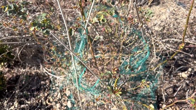 @ACORNHILL ROSE PRUNING 2023: THE EASIEST ROSE PRUNING TUTORIAL TIPS FOR SPRING 2023