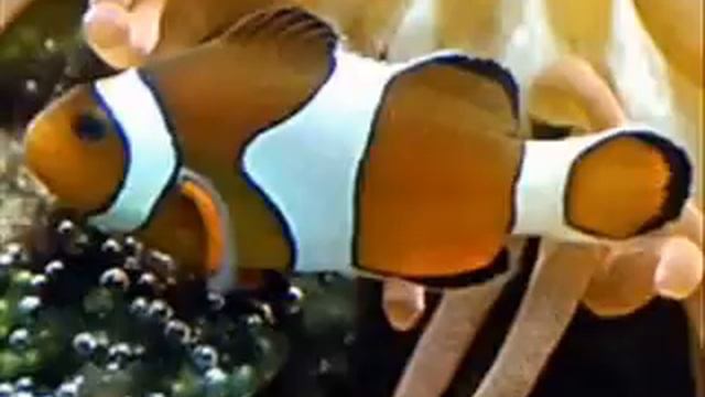 BBC Learning English Words in the News Ocean acid may make fish deaf смотреть онлайн