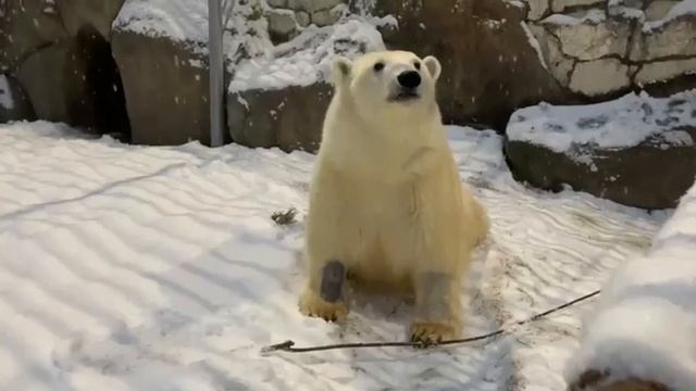 ?❄️Диксон легко может занять себя одной сосновой веточкой смотреть онлайн