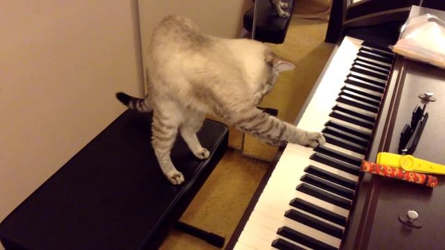 Шок! Котэ играет на пианино! смотреть онлайн