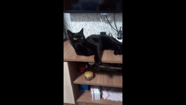 Котики и ВАЛЕРЬЯНКА! Смешные коты!/Cats and VALERIAN! Funny cats! #кошкииграют #cat #смешнаякошка смотреть онлайн