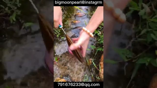 oyster with pearls open oyster pearl hunting #pearl #oyster #jewelry смотреть онлайн