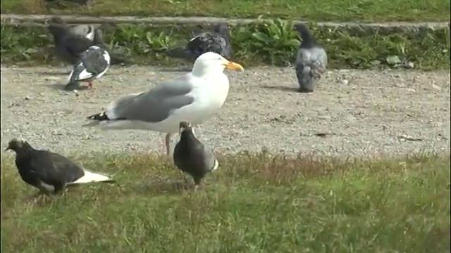 Естественный отбор