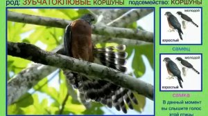 Коршун. Часть 1. Голоса птиц