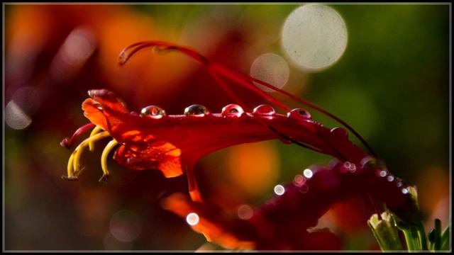 J.S. BACH - Chorale Prelude BWV 659 - Arranged and performed by Mordechai Rechtman смотреть онлайн