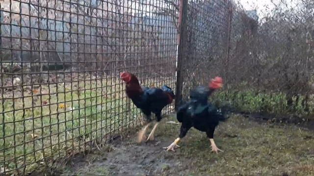 Индийский великан петух и О - Шамо . смотреть онлайн