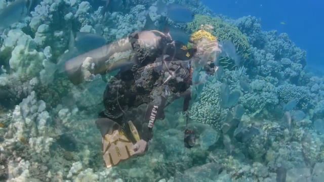 Diving Ras Abu Soma смотреть онлайн
