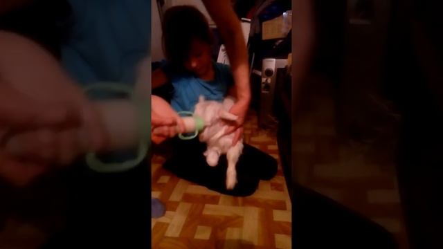 Выкармливаем козлят дома смотреть онлайн