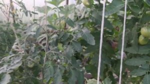 Инфракрасные обогреватели в теплице, томаты начало июня