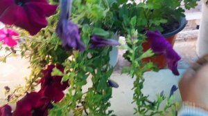 How to save Petunia in Summer/save petunia next season/एक गलती Petunia के पौधे टांय टांय फीस