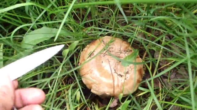 Грибы 2016 смотреть онлайн