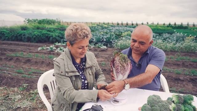 Полезная Капуста Пекинская. Раннеспелый Гибрид Скарлетт F1 смотреть онлайн
