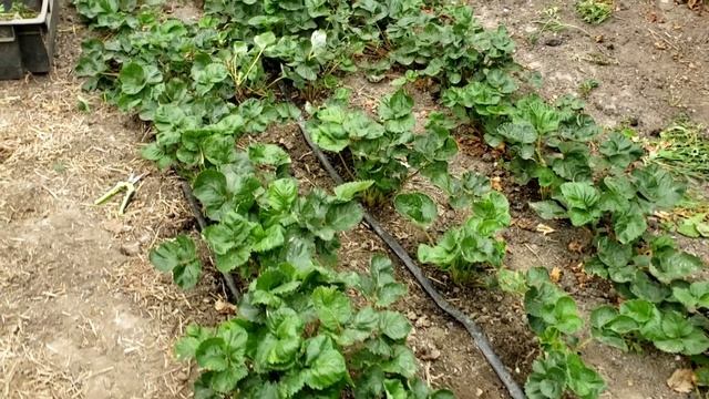 Клубника Купчиха. Зачистка кустов. смотреть онлайн