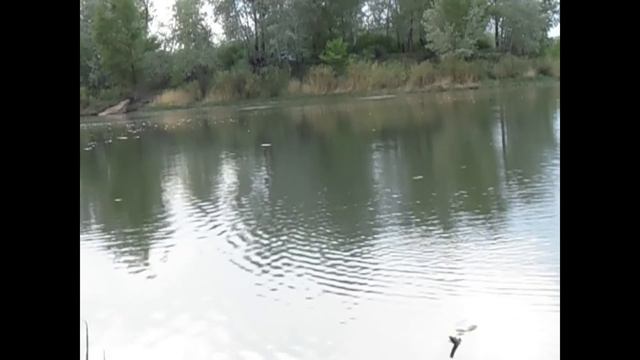 Рыбалка на пикер в черте города смотреть онлайн