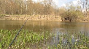 ТОП 3 НАЖИВКИ для ловли голавля. Как наловить голавля на донку