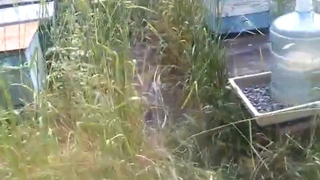 Поилка для пчел из бутыля. смотреть онлайн