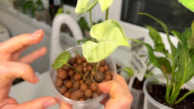 СИНГОНИУМЫ. Обзор моей коллекции смотреть онлайн