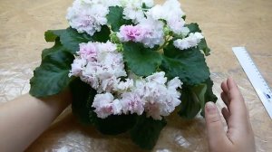 Фиалка АВ-Экстаз (Фиалковод), обзор сорта