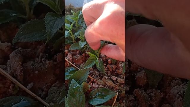 Гортензия ЛаймЛайт укоренилась за 2 недели смотреть онлайн