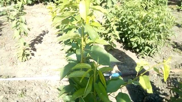 Корнесобственные саженцы3 смотреть онлайн